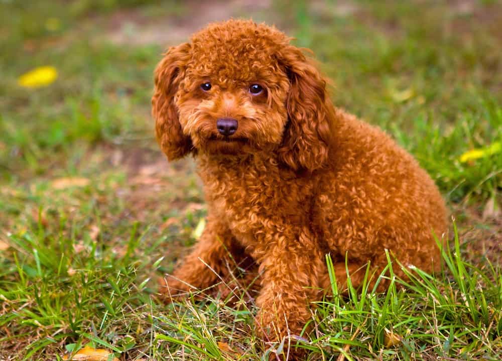 Curly Haired Poodle