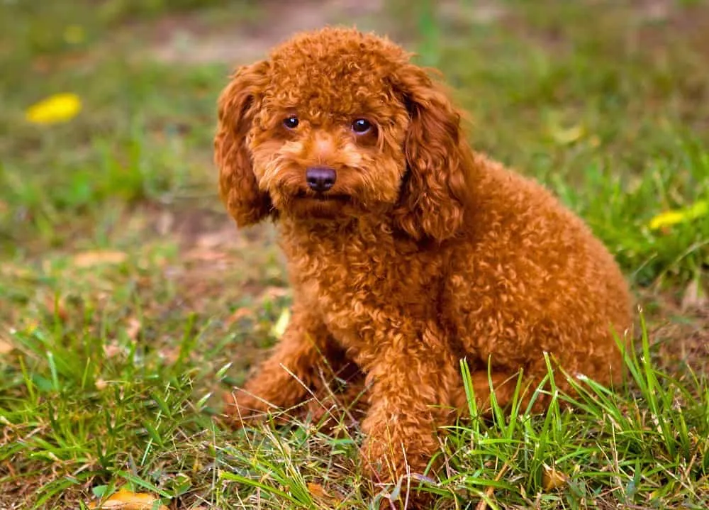 what breed of dog has curly hair like a poodle