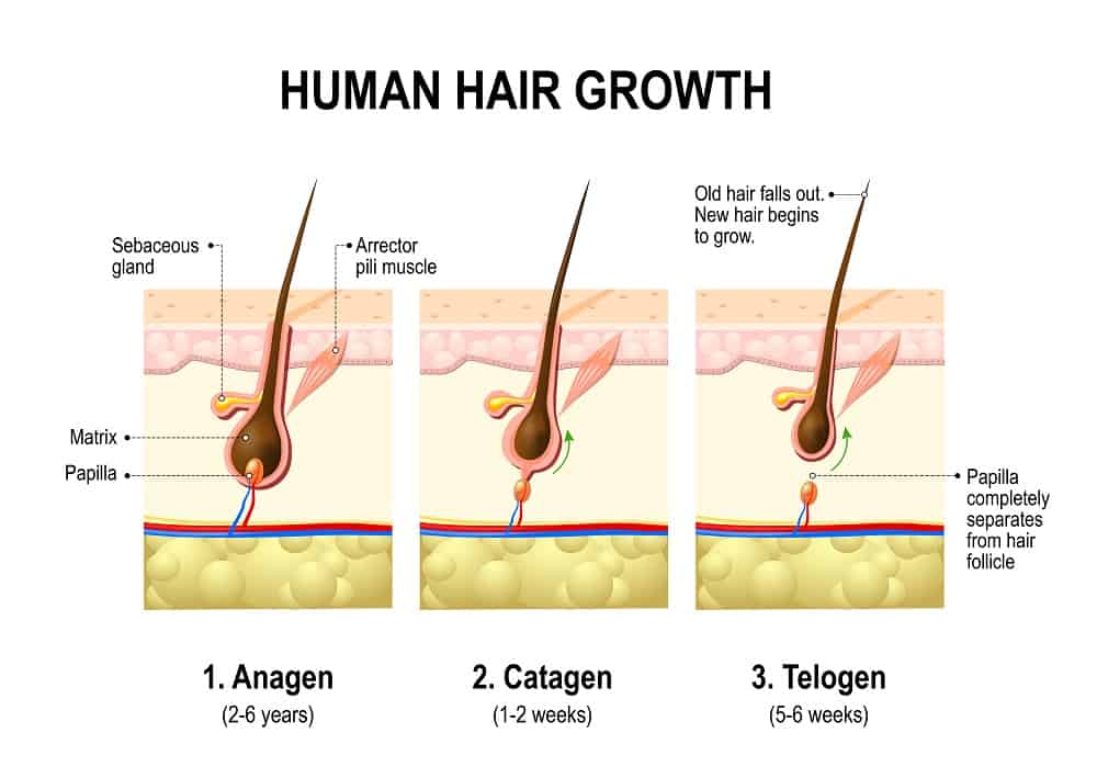 Cycle of Hair Growth