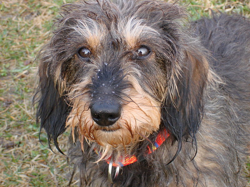 long hair wire haired dachshund