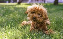 9 Most Popular Curly-Haired Dog Breeds (With Pictures)