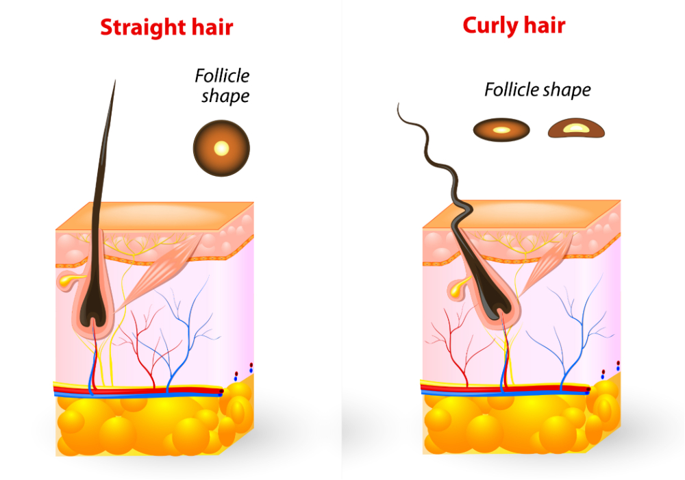 Follicle Shape for Curly and Straight Hair