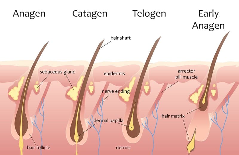 Four Phases of Hair Growth