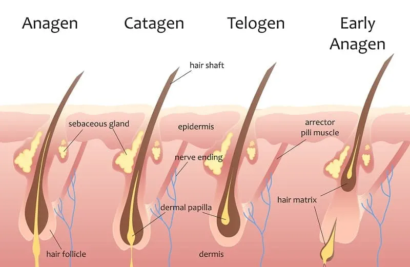 Hair follicle | anatomy | Britannica