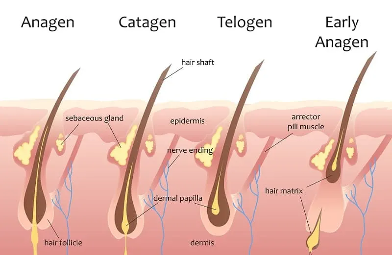 Human Hair Anatomy  Hair Follicle Anatomy  NY Hair Loss