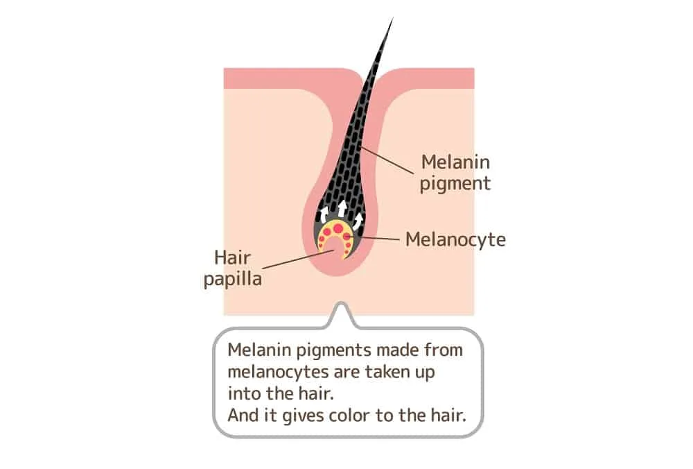 Genetics of Hair Color Change