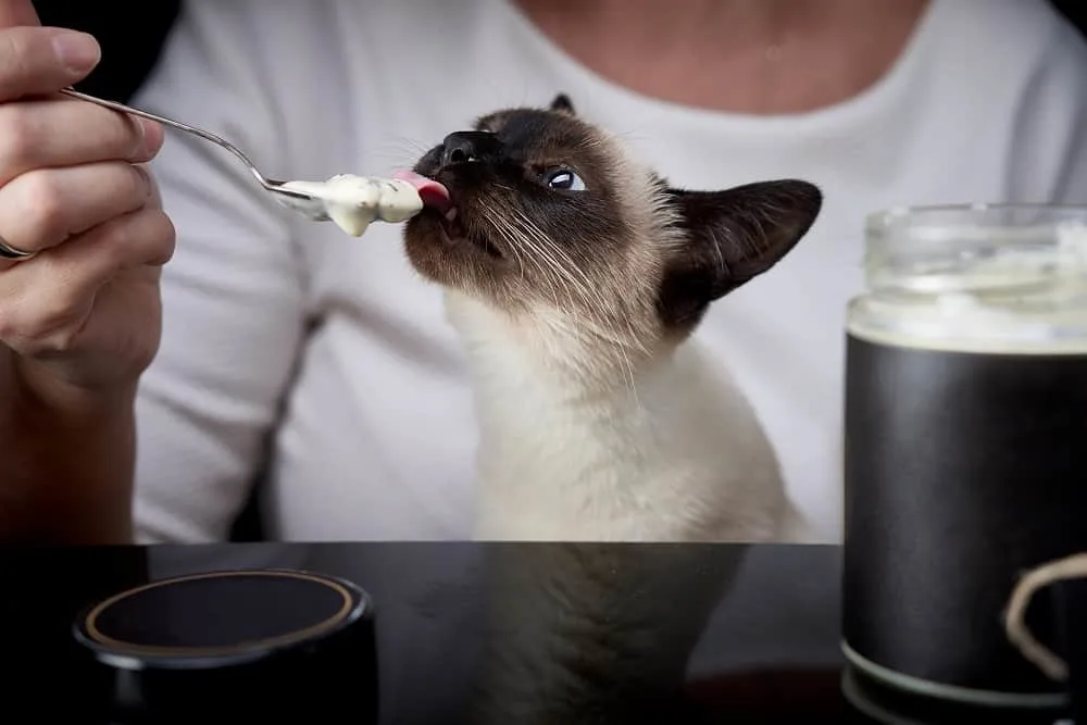 Grooming Tips for Long-Haired Siamese Cats - Healthy Diet