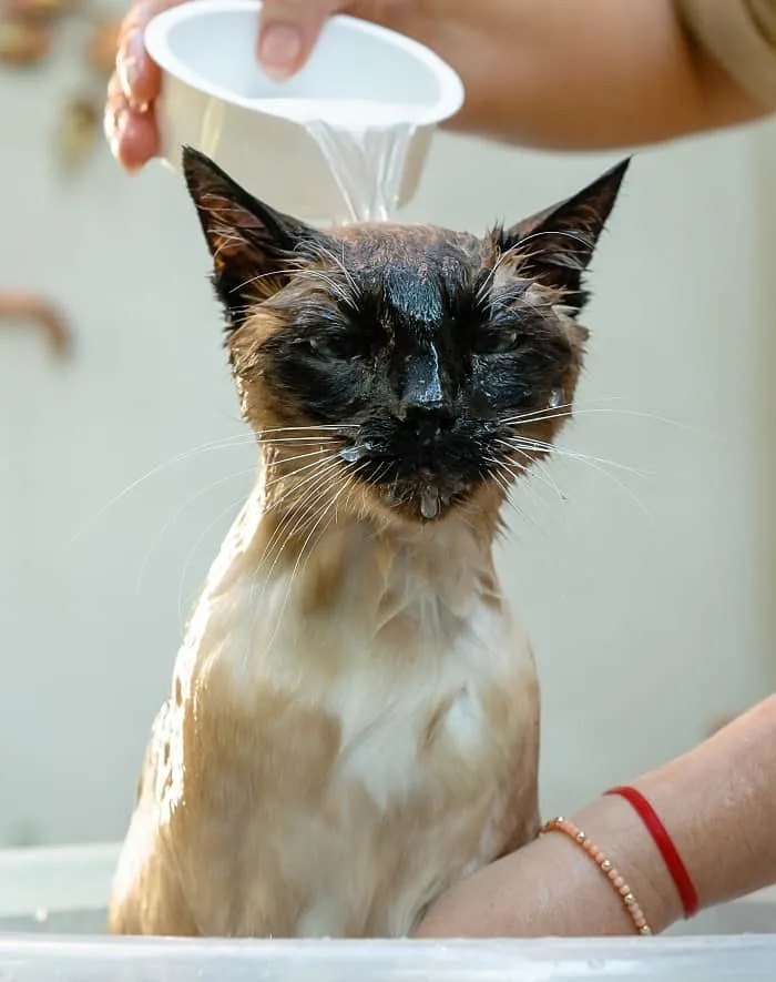 Grooming Tips for Long-Haired Siamese Cats