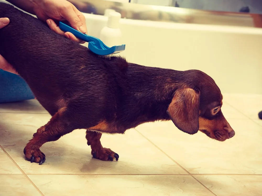 Grooming Wire Haired Dachshund - Stripping