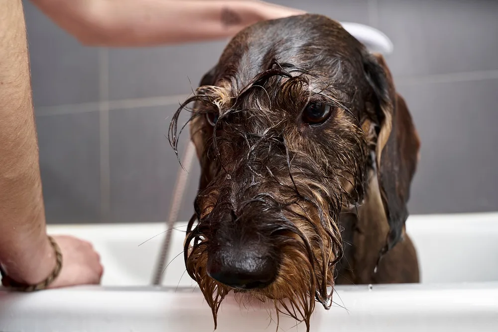 Grooming Wire Haired Dachshund - Washing