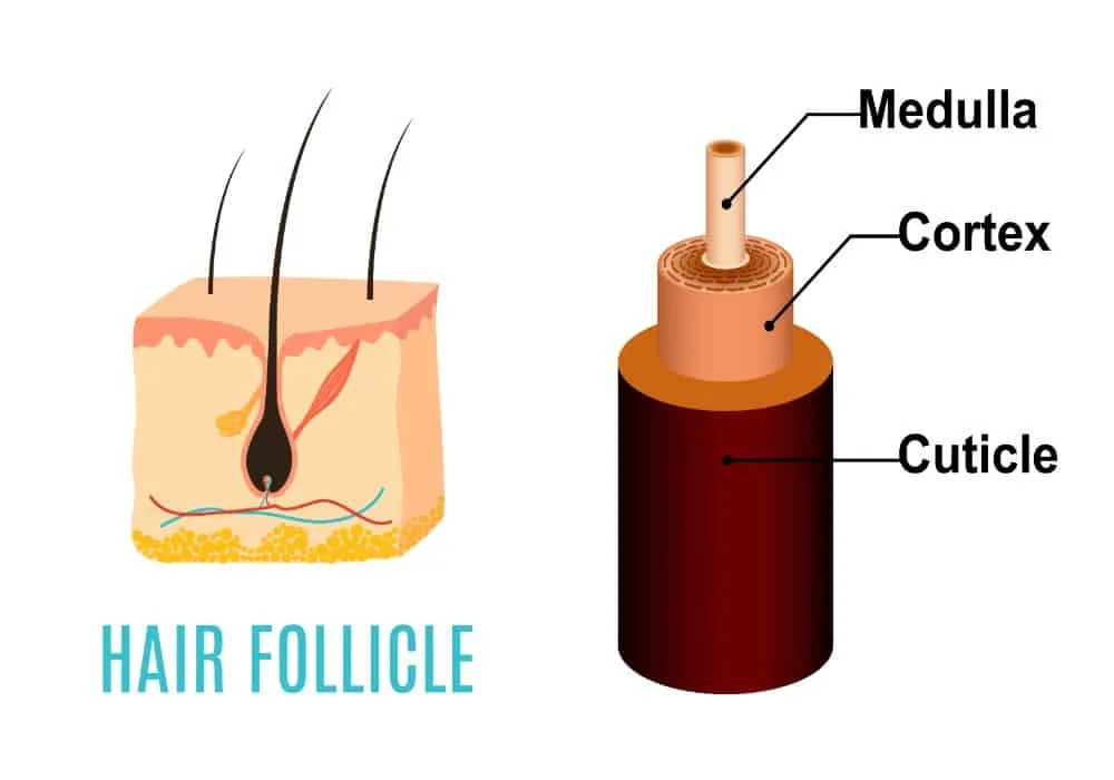 Hair Follicle vs. Hair Cuticle
