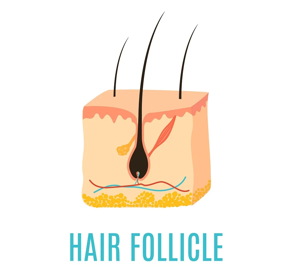 How to Make Hair Follicles Healthy and Strong – HairstyleCamp