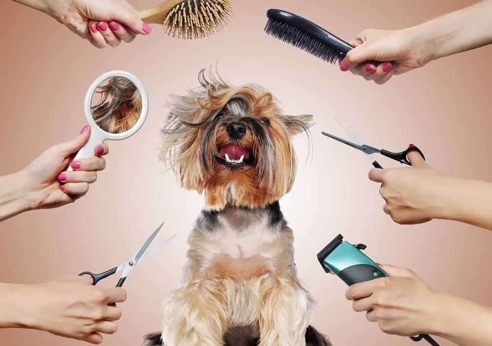 Haircut Tools for Morkie 