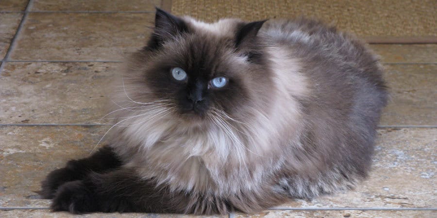  Long Hair Cat Breed