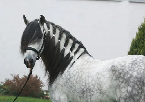 Horse Mane Braiding