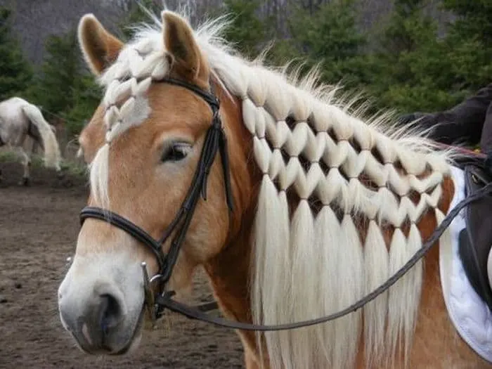 Braided Horse Mane