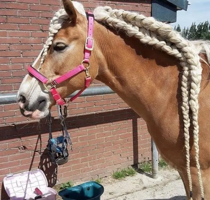 Horse Mane Braiding