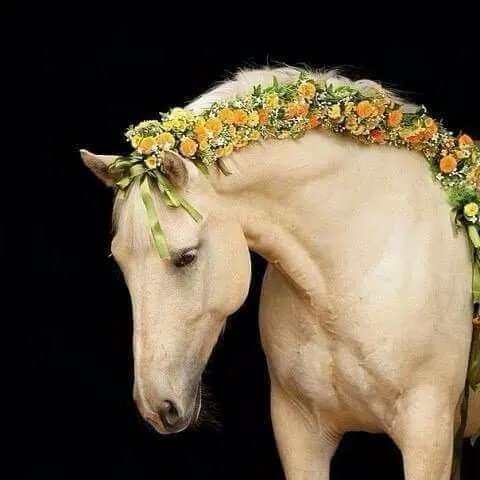 Horse Mane Braiding