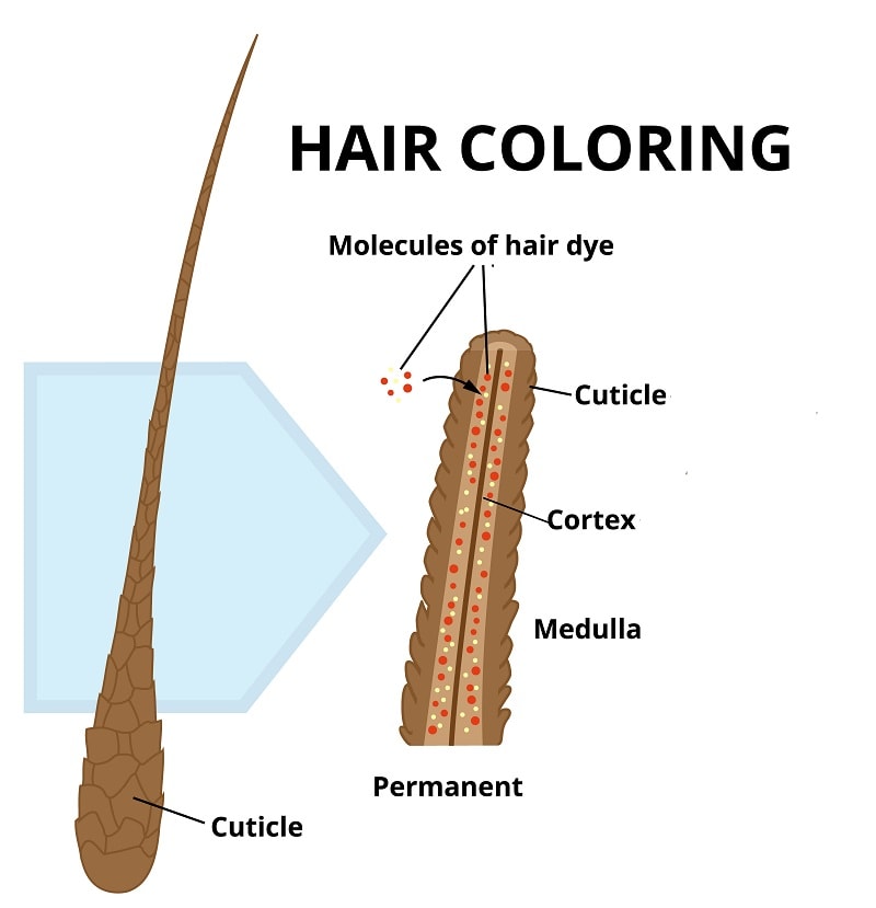 How does permanent hair color work?