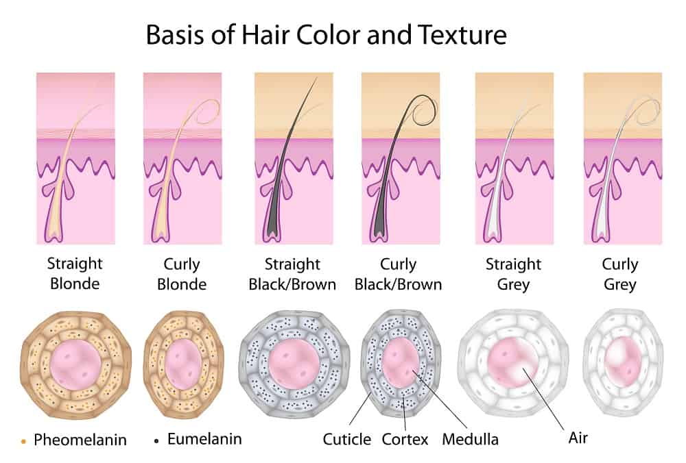 How Hair Color Is Determined