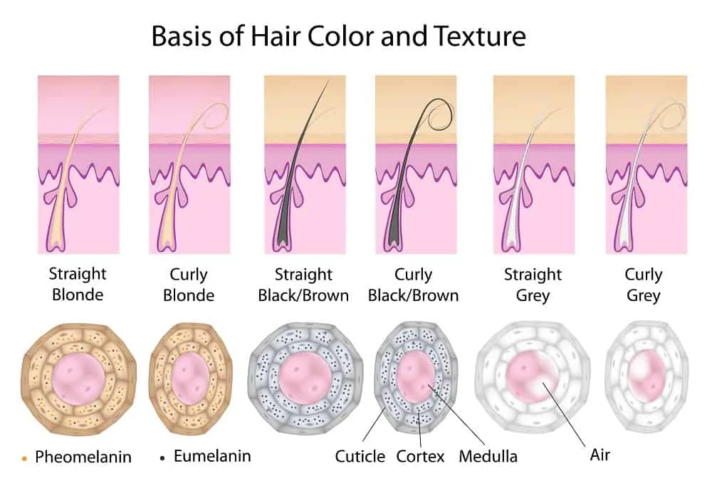 What Hair Color Is Dominant: Black or Brown? – HairstyleCamp