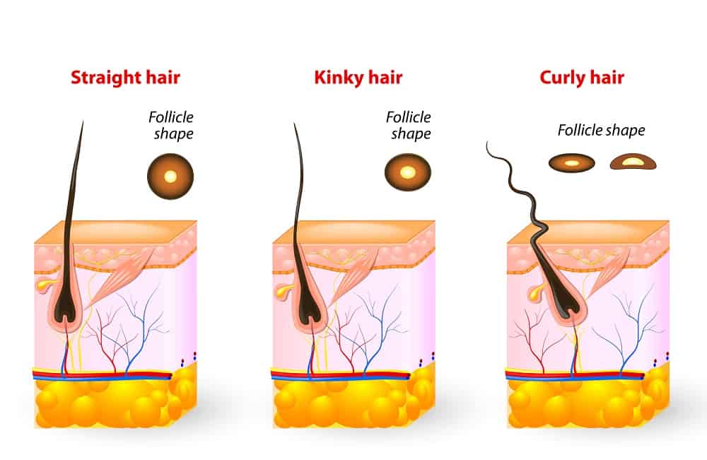 How Hair Follicles Determine Texture