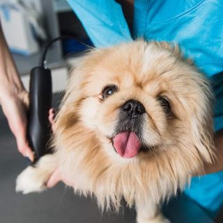 How to Give Your Shih Tzu a Lion Cut