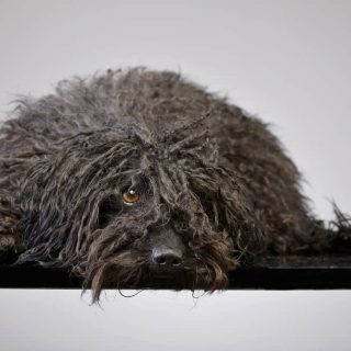 How to Stop Dog Hair from Matting