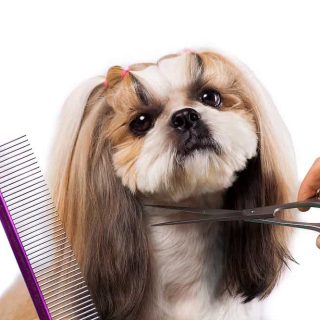 How to give your Shih Tzu A Teddy Bear Cut