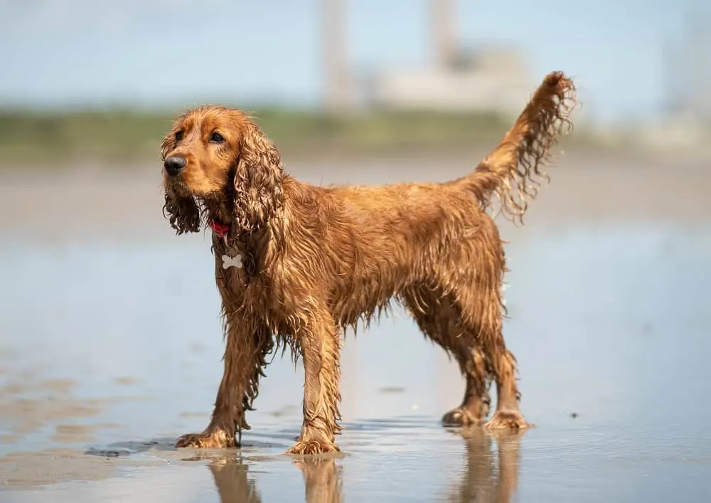 Irish Water Spaniel