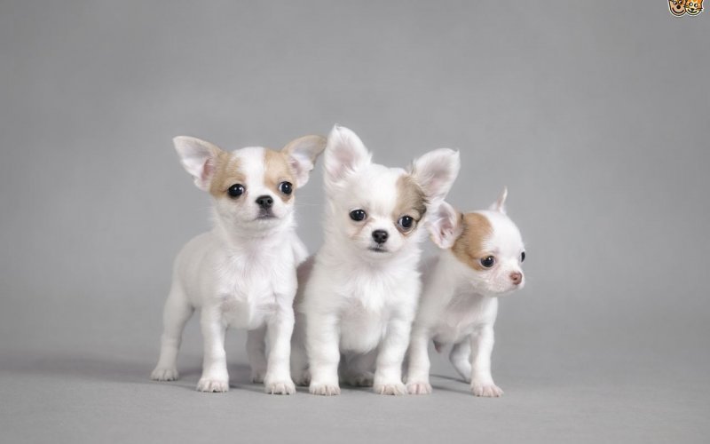 cute healthy Chihuahua