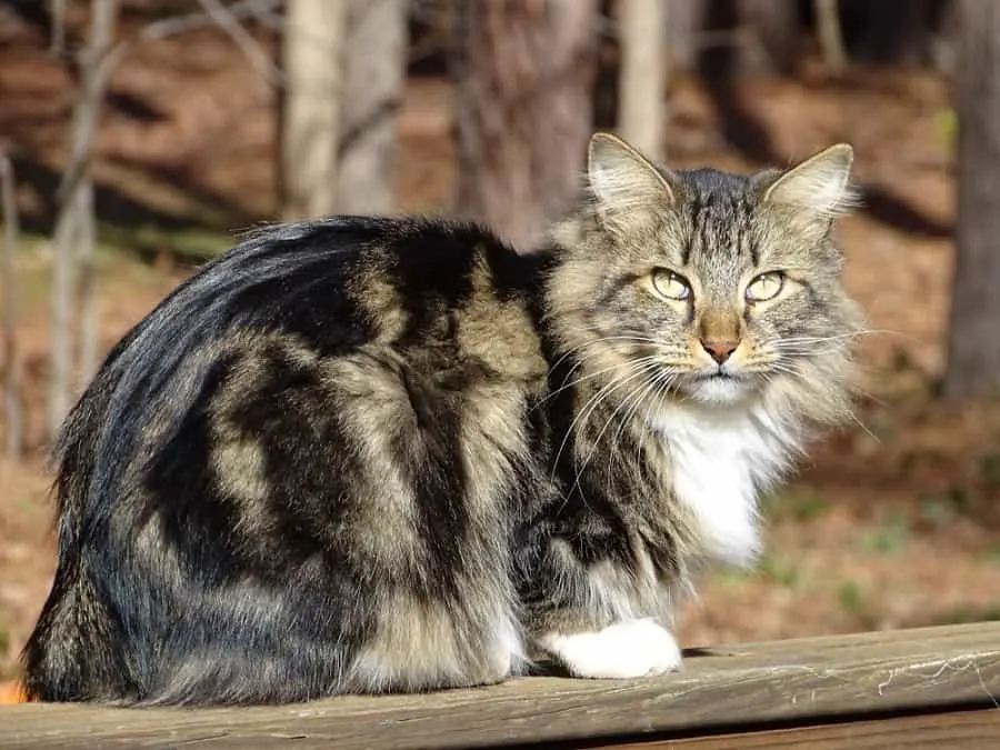 Long Haired American Bobtail Cat