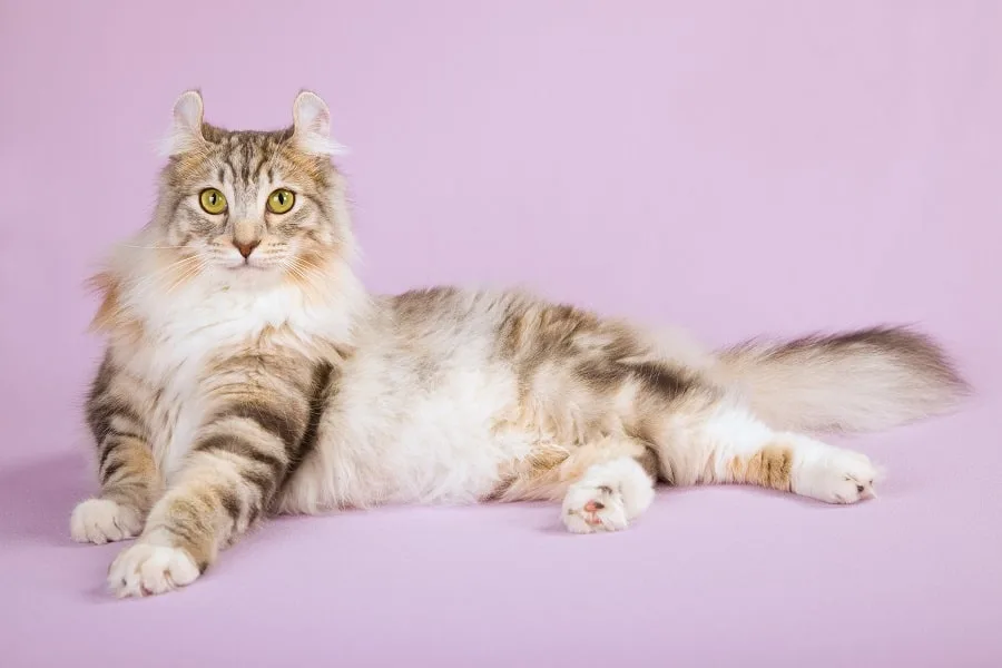 Long Haired American Curl Cat