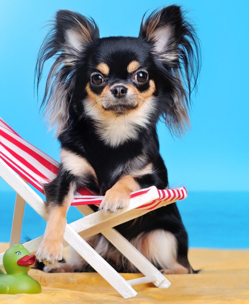 Long-Haired Chihuahua Dog Haircut
