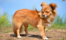 Long Haired Chihuahua care tips