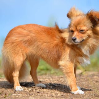 Long Haired Chihuahua care tips