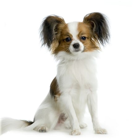 Long Haired Chihuahua