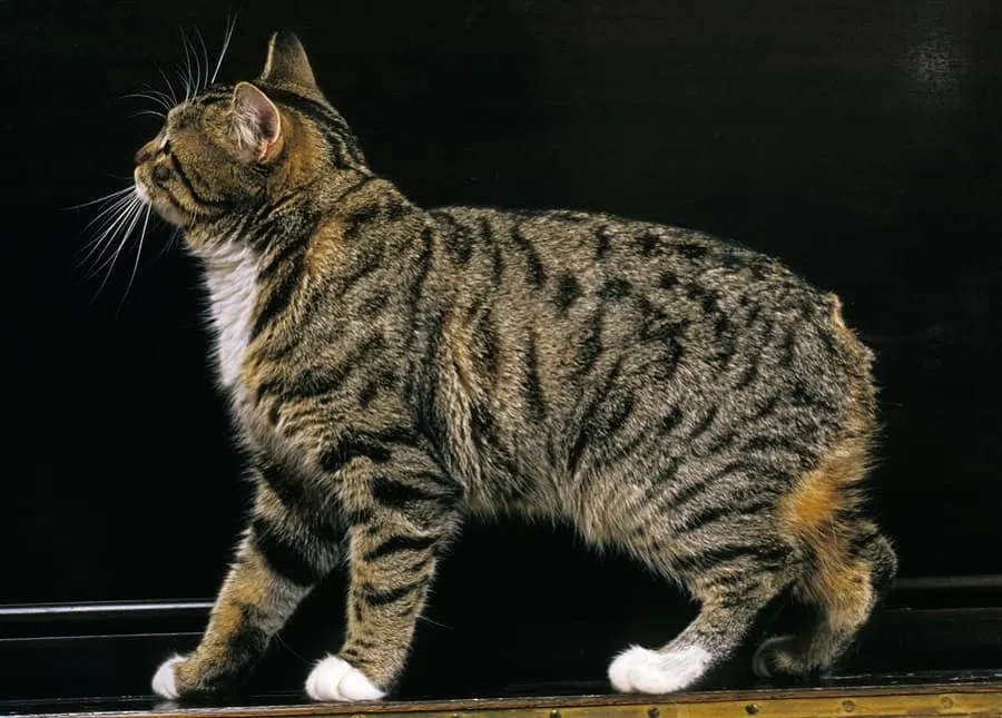 Long Haired Manx Cat