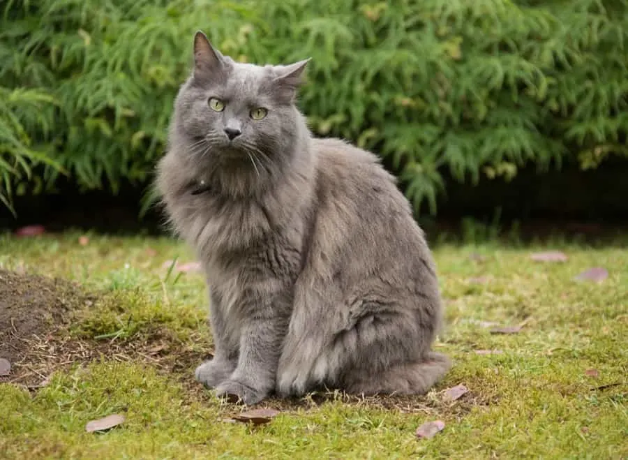 Long Haired Nebelung Cat