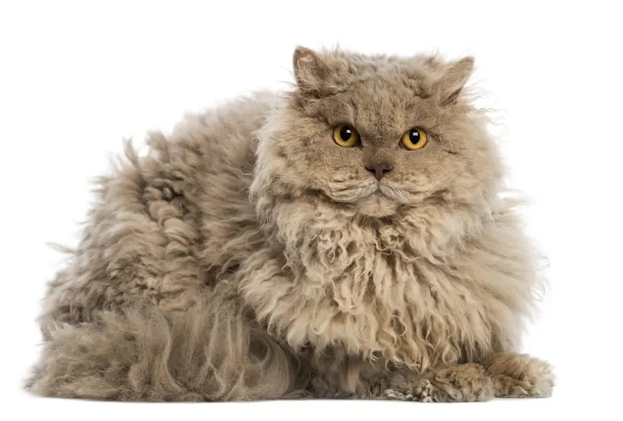 Long Haired Selkirk Rex Cat