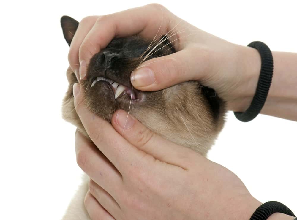 Long-Haired Siamese Cats Teeth Grooming