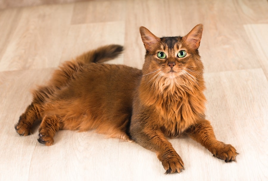 Long Haired Somali Cats