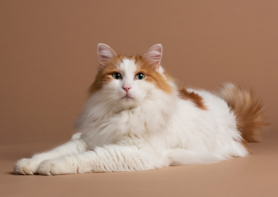 22 Long-Haired Cat Breeds You Can't Help But Love [2023 ]