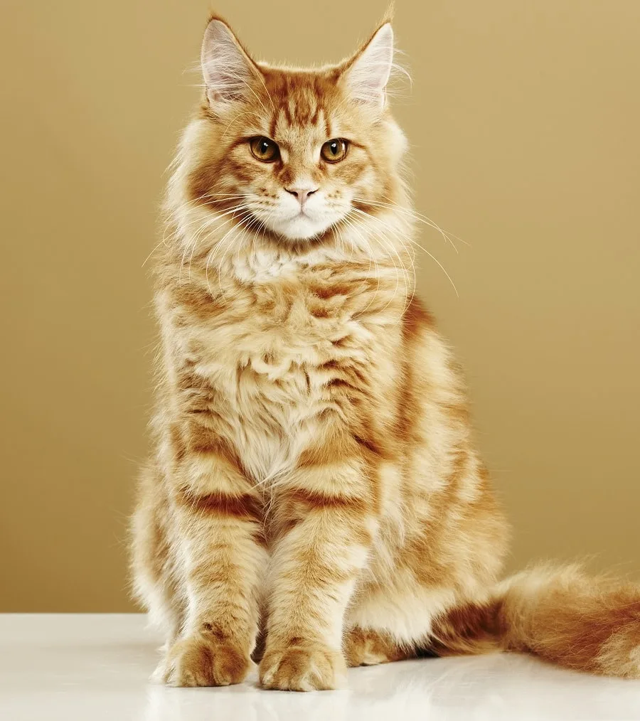 Maine Coon with comb cut