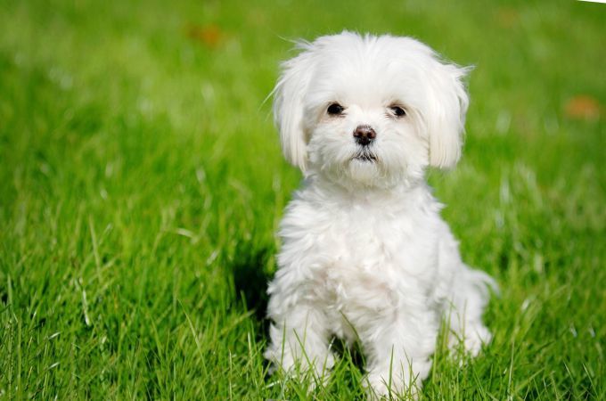 maltese dog hair dogs