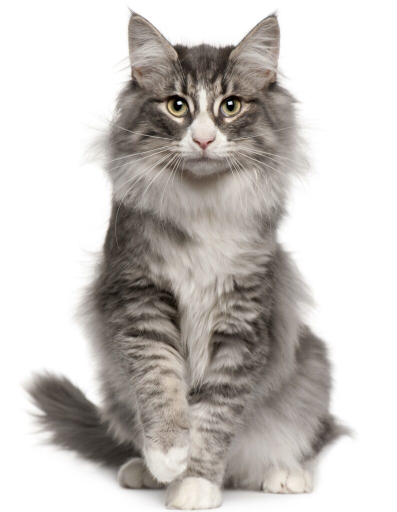 Norwegian Forest cat with line cut