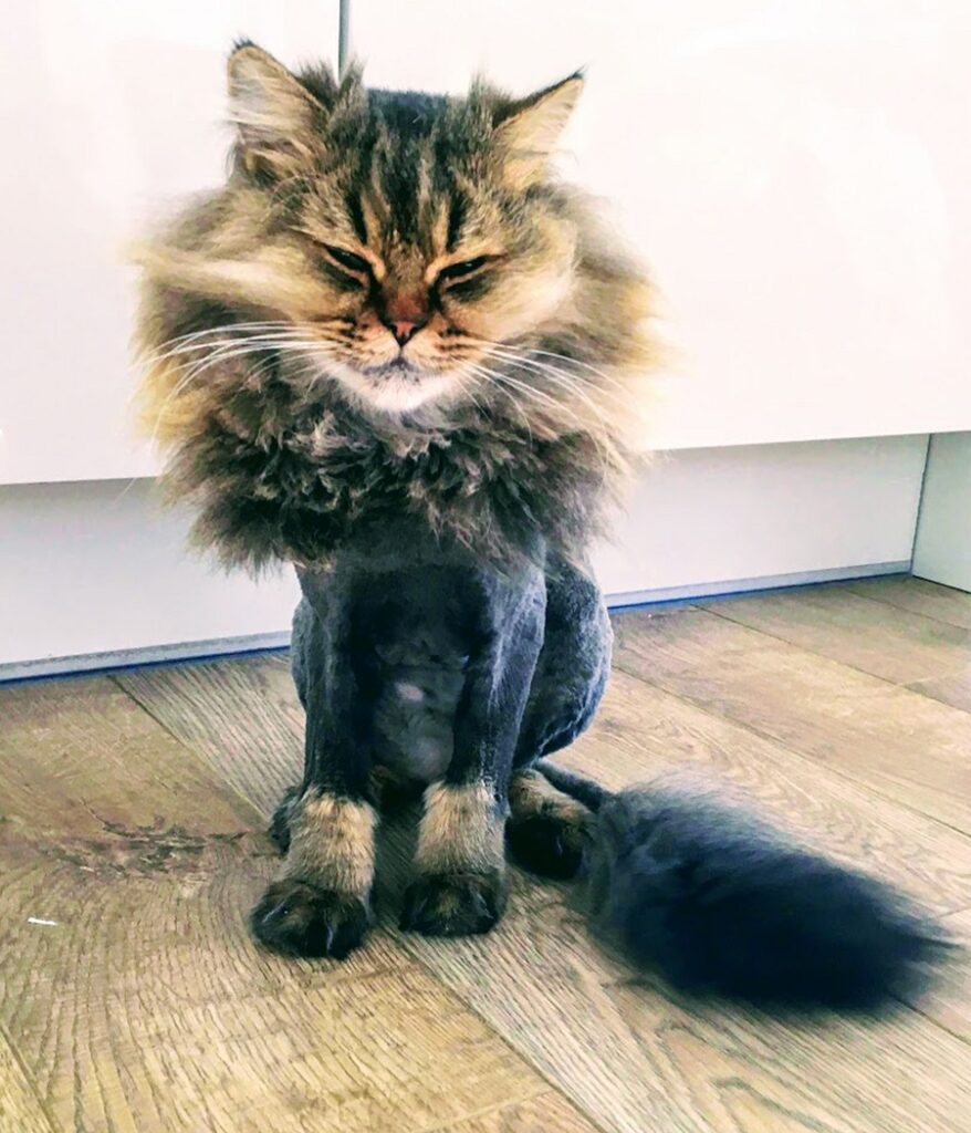 Persian cat with lion cut