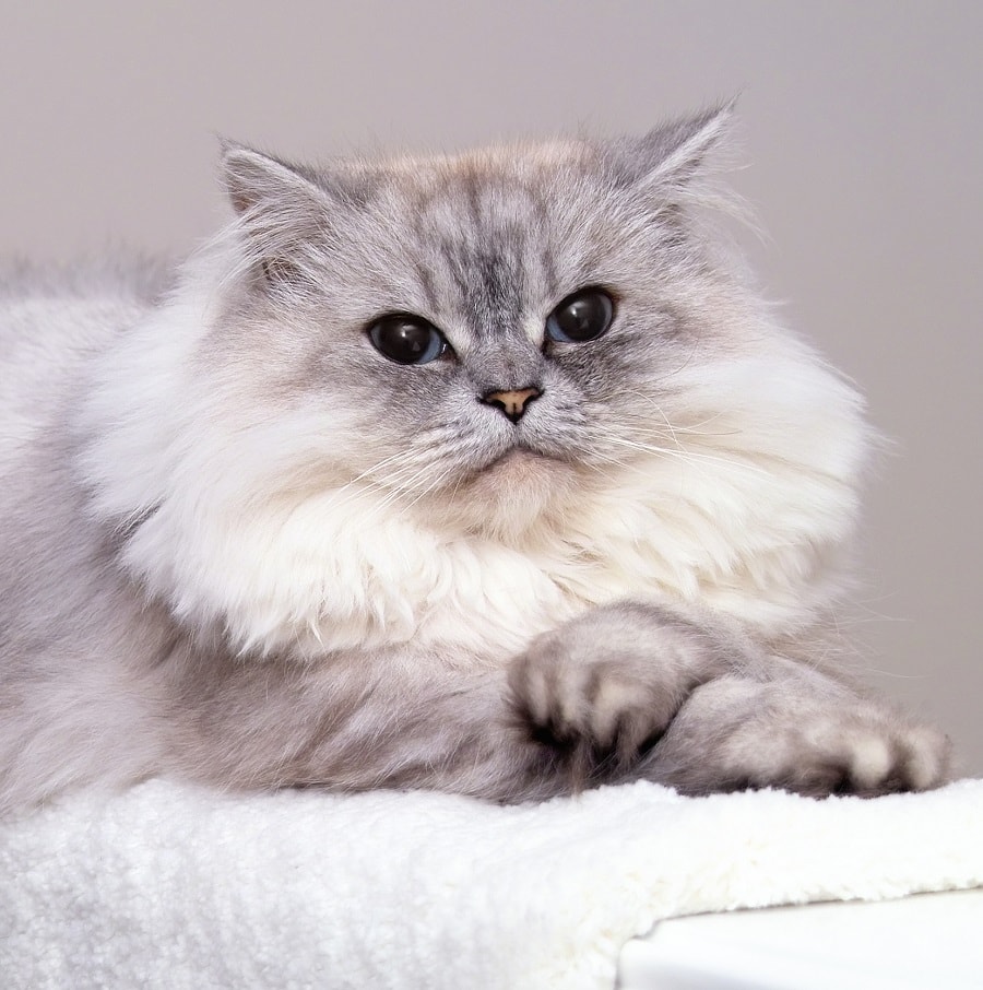 Persian cat with shell cut
