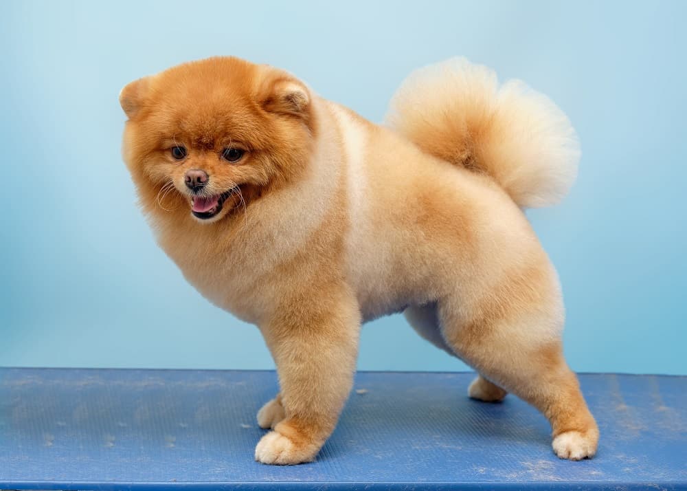 Pomeranian shape up haircut