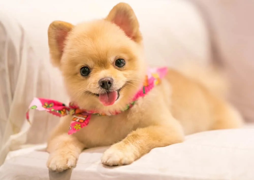 Pomeranian dog Haircuts